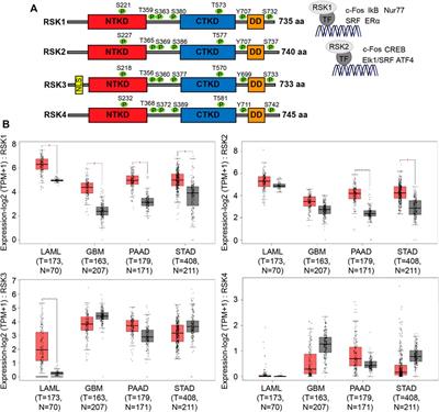 Frontiers | RSK1 and RSK2 serine/threonine kinases regulate